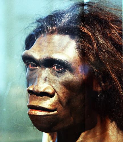 Homo Erectus Adult Female Head Model Smithsonian Museu Flickr