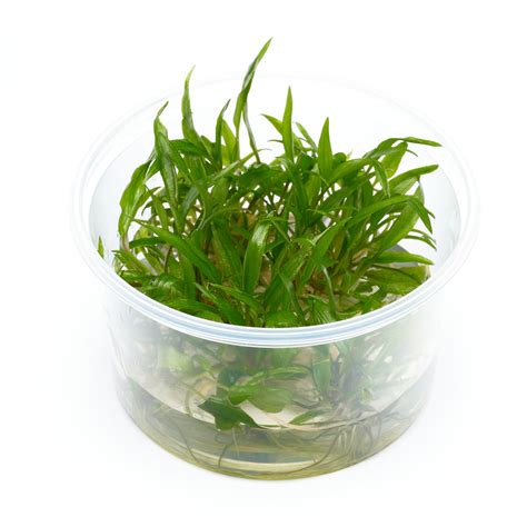 Cryptocoryne wendtii «tropica» (криптокорина вендта «тропика»). Cryptocoryne wendtii Green Gecko in vitro günstig kaufen ...