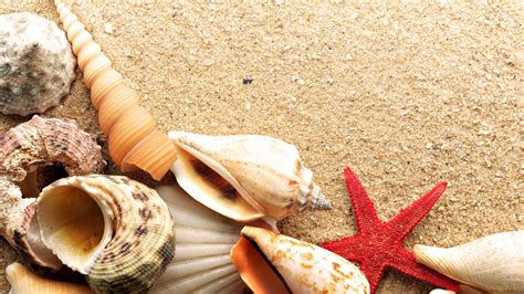 Shells X Art Beach Hd Sand P Starfish Beaches Nature Hd Wallpaper