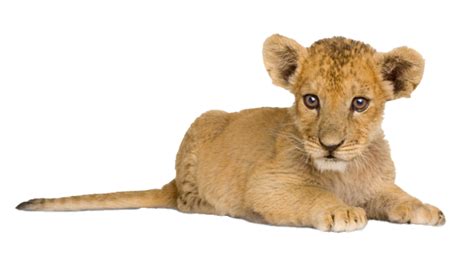 Lion Cub Png File Png All Png All