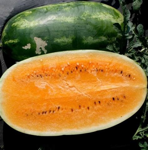Tendersweet Orange Watermelon Seeds Non Gmo Heirloom Usa Etsy