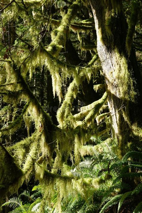 Moss Covered Branches Stock Photo Image Of Coast Branch 66369086