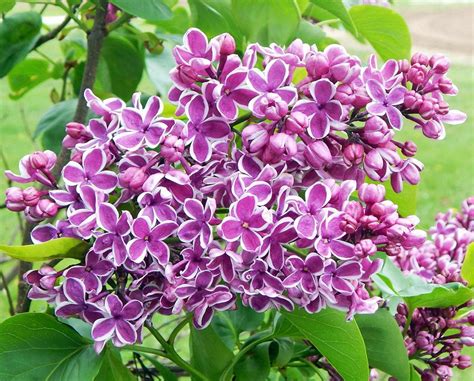 Lilacs Plant Care And Collection Of Varieties