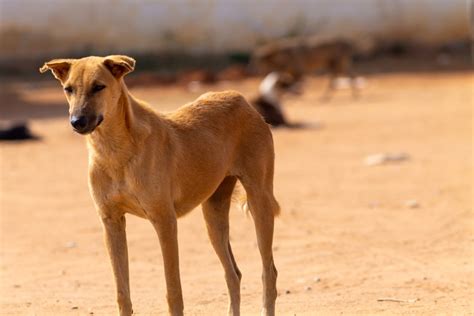 13 Indian Dog Breeds With Pictures To Know With Pictures Hepper