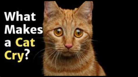 Maybe you would like to learn more about one of these? CRYING CAT - YouTube