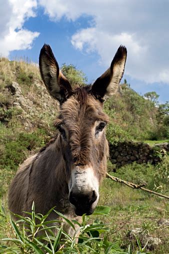 Donkey Head Stock Photo Download Image Now Istock