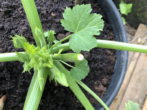Planting Cucumbers Out — Bbc Gardeners World Magazine