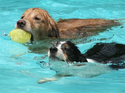 More Swimming Dogs Dogs On The Run Dot Net