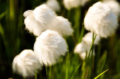 Cotton Grass Looks So Soft And Fluffy Plants Leaves Beautiful