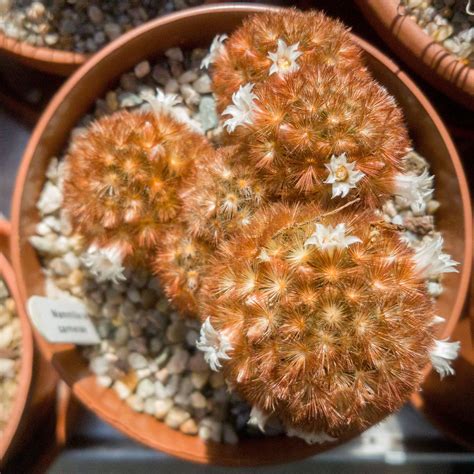 But i also noticed that the base of the cactus is narrower than the top and that is w. Mammillaria carmenae, originally described as having pale ...