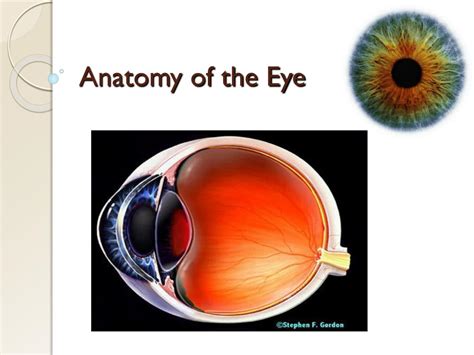 Ppt Anatomy Of The Eye Powerpoint Presentation Free Download Id