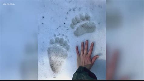 grizzly bear tracks spotted in coeur d alene national forest