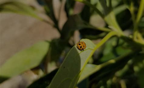 Ladybug Hunting For Prey On A Young Avocado Tree Integrated Pest