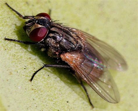 Filefly Insect Musca Domestica