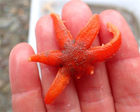 What Starfish Have I Found Cornish Rock Pools