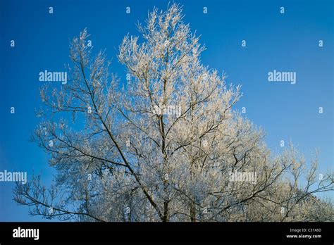 Winter Scene Hoar Frost In The Cotswolds Uk Stock Photo Alamy