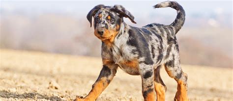 Catahoula Leopard Dog Breed Information Characteristics And Facts