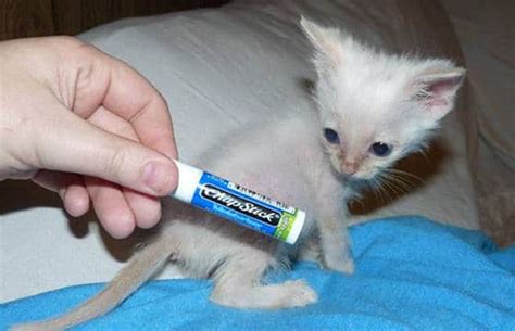 Kitten Scarcely Bigger Than A Chapstick Tube Discovered Abandoned In