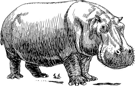 Hippo Animal Biology Free Vector Graphic On Pixabay
