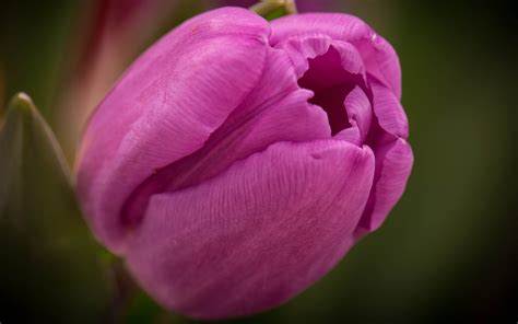 Tulipano viola