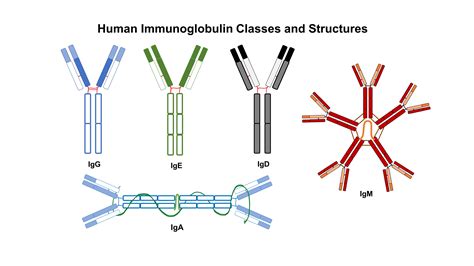 The Diversity Of Immunoglobulins Immunobites