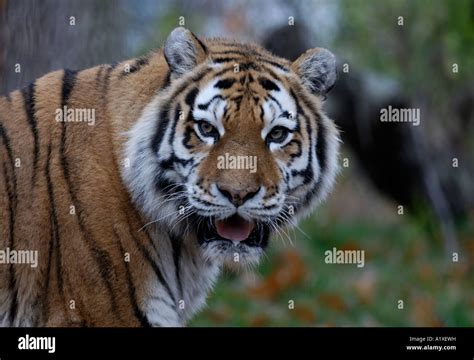 Siberian Tiger Stock Photo Alamy
