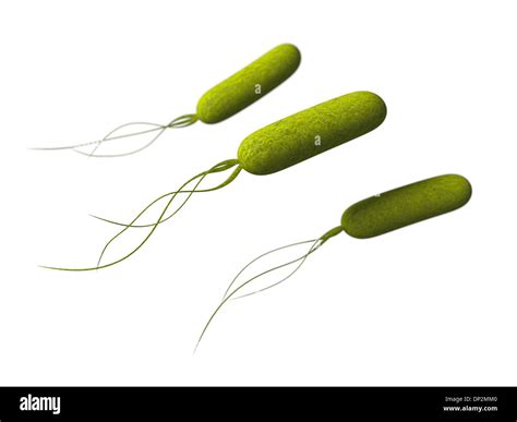 Pseudomonas Bacterium High Resolution Stock Photography And Images Alamy