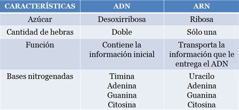 Tabla De Diferencias Entre Adn Y Arn Kulturaupice The Best Porn Website