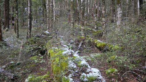 Stock Video Clip Of Light Snow Covering Forest Floor In Nelson
