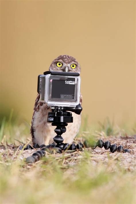 Hilarious Winners Of The First Annual ‘comedy Wildlife Photography