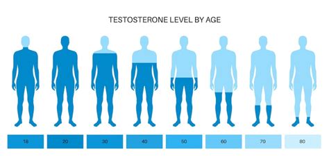 Premium Vector Testosterone Level Color Chart Sex Hormone Production By Age Isolated Flat