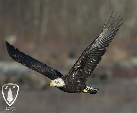 Eagle Flying Photograph By Evergreen Photography Fine Art America