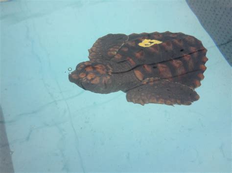 Bowser The Turtle Hospital Rescue Rehab Release