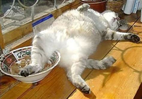 Fat cats tremont dinner menu. Login or Sign up | Cats, Cute cats, Crazy cats