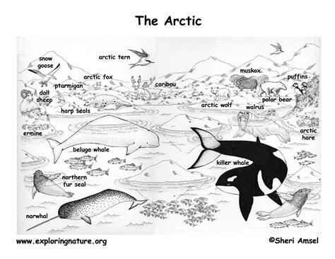 Best Arctic Tundra Coloring Sheets Page Of Animal Popular And Arctic