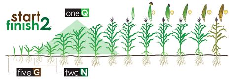 Corn Growth Stages Timeline