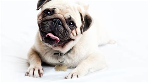 Huge collection, amazing choice, 100+ million high quality, affordable rf and rm images. Pug Puppies Wallpaper (61+ images)