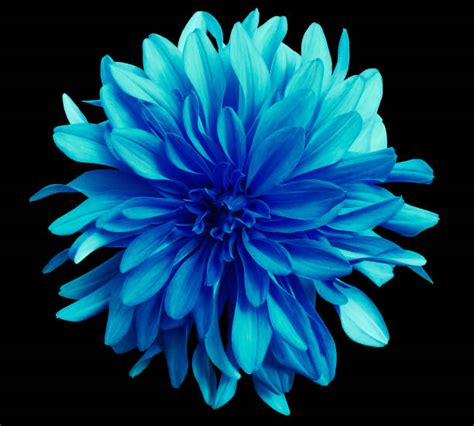 Flower Black Background Stock Photos Pictures And Royalty Free Images