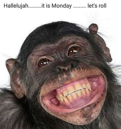 Papel De Parede Engraçado Para Whatsapp