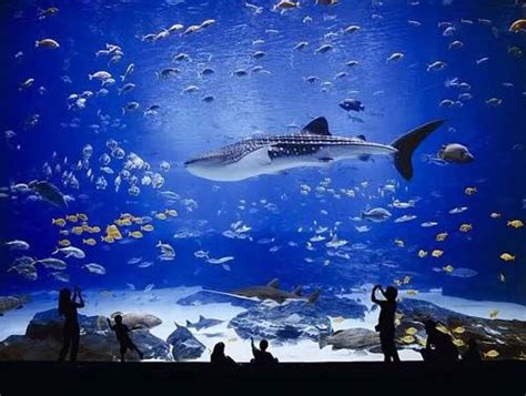 The Worlds Largest Aquarium Found In Atlanta Georgia Georgia