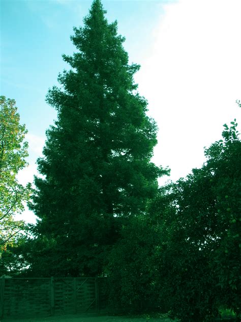 Free Photo Tall Pine Tree Bspo06 Green Pine Free Download Jooinn