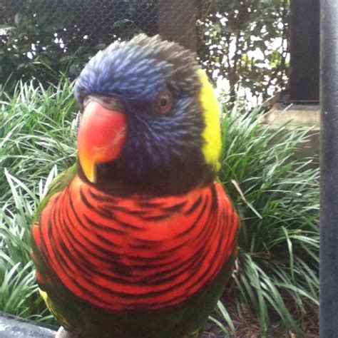 Probaly The Coolest Bird Ive Ever Seen Bird Animals Parrot