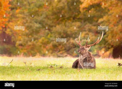Manchurian Sika Deer Stag Lying In Parkland Autumn 2020