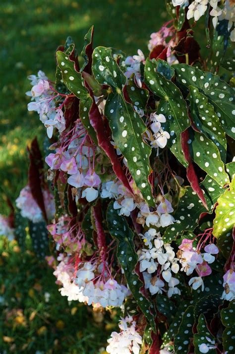 Begonia maculata care and growing techniques for home growers. Begonia maculata 'Wighti'