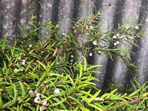 Plantfiles Pictures Austromyrtus Hybrid Midgen Berry Copper Tops