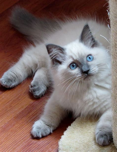 Ragdoll Blue Colourpoint Dollcatz Oliver Best Crystal Kitten Katte