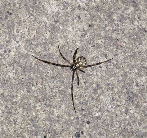 Tucson Az Is This A Male Brown Widow Whatsthisbug