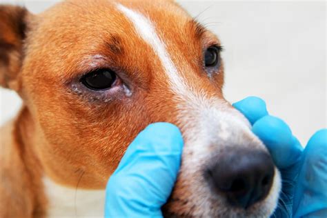 Dog Eye Ulcer Causes Symptoms And Treatments
