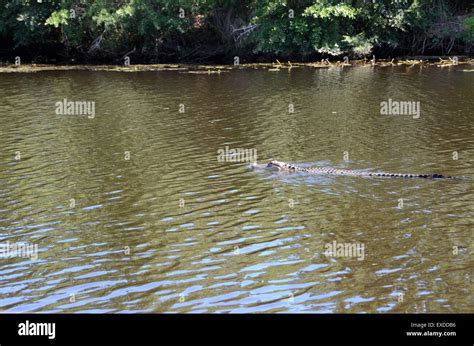 Alligator Swamp Louisiana Pearl River Bayou New Orleans Stock Photo Alamy