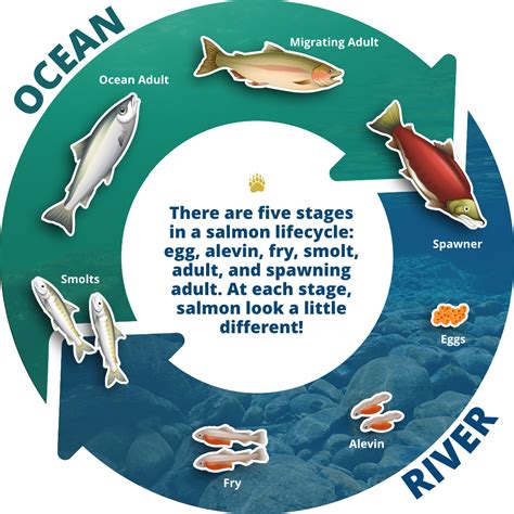 Lifecycle Of A Salmon Watershed Cpr